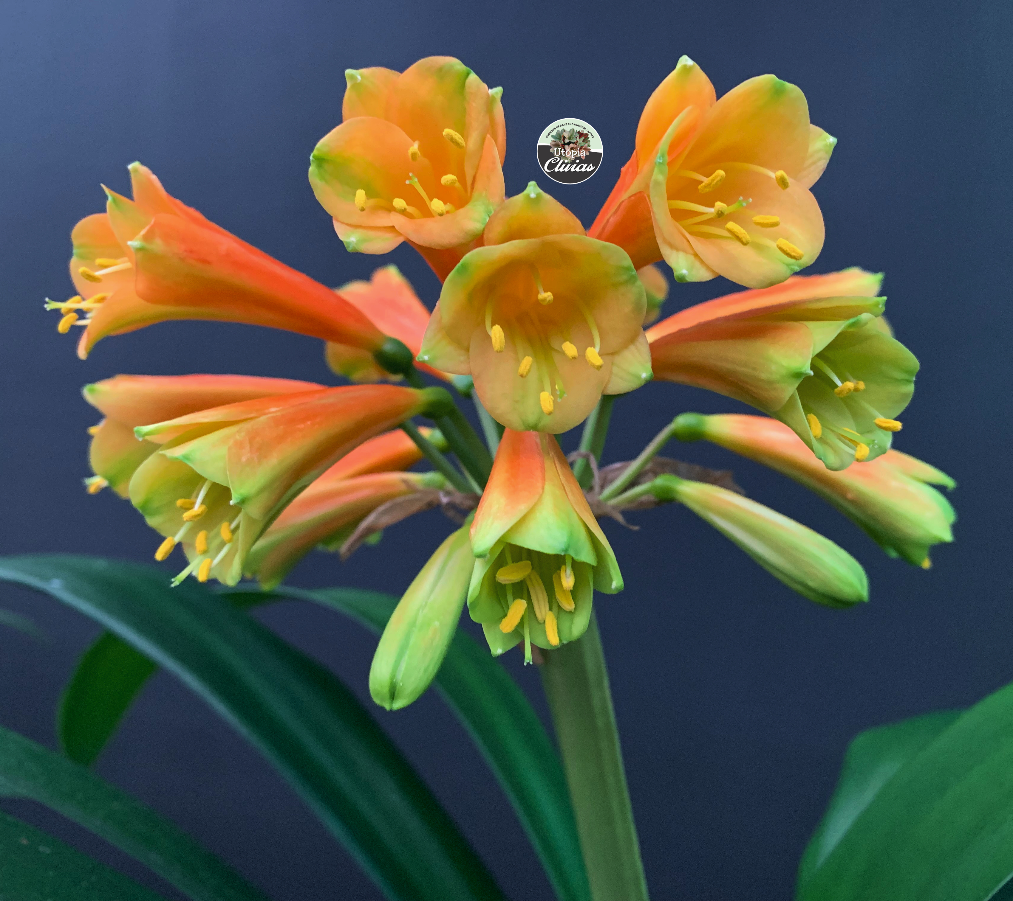 Utopia Clivias